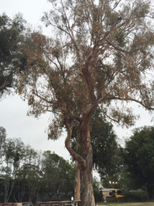 This eucalyptus tree at the Recreation Center is dead and will be removed.