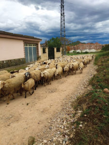 Sometimes sheep were fellow travelers on the Camino de Santiago. Photo: Carol Sanborn