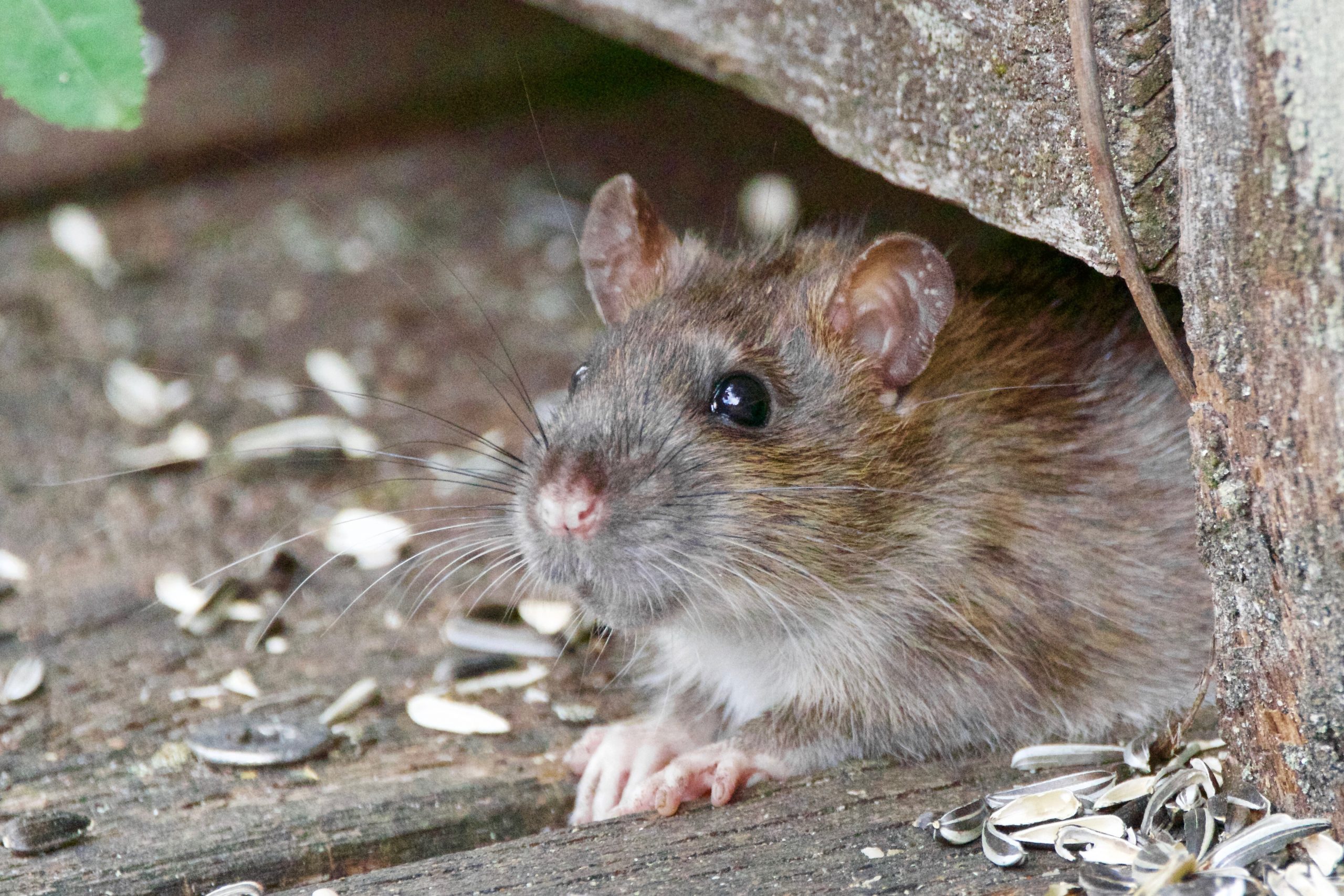 Live Rat Traps: Here's What You Should Know - Dr. Death Pest Control